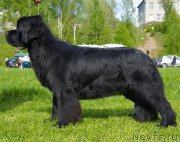 Превью фото № 126021