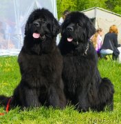 Превью фото № 126025