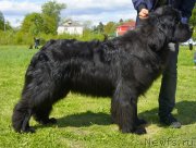 Превью фото № 126035