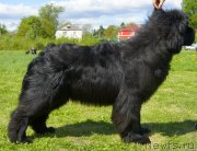 Превью фото № 126036