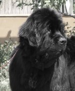 Превью фото № 126063