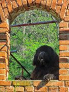 Превью фото № 126102