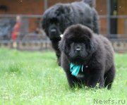 Превью фото № 126123