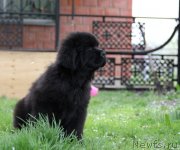 Превью фото № 126127