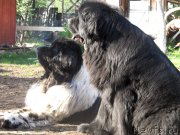 Превью фото № 126151