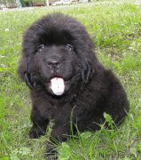 Превью фото № 126215