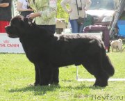 Превью фото № 126233