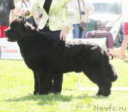 Превью фото № 126234