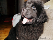 Превью фото № 126249