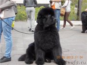 Превью фото № 126313