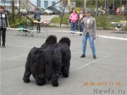 Превью фото № 126315