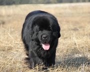 Превью фото № 126321