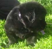 Превью фото № 126336