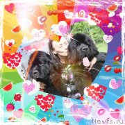 Превью фото № 126395