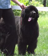 Превью фото № 126396