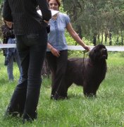 Превью фото № 126397