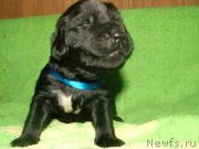 Превью фото № 126398