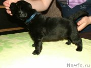 Превью фото № 126399