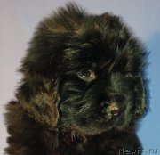 Превью фото № 126423