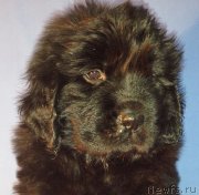 Превью фото № 126424