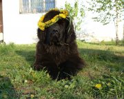 Превью фото № 126489