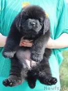 Превью фото № 126499