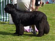 Превью фото № 126517