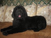 Превью фото № 126521