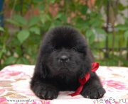 Превью фото № 126551