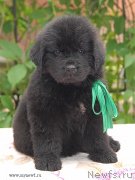 Превью фото № 126557