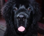 Превью фото № 126579