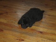 Превью фото № 126581