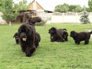 Превью фото № 126582