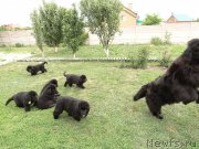 Превью фото № 126583