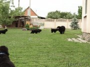 Превью фото № 126584