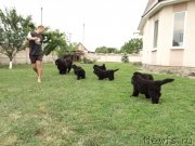 Превью фото № 126585