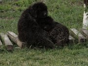 Превью фото № 126588