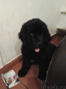 Превью фото № 126630