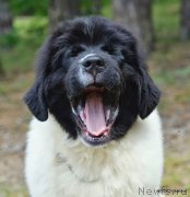 Превью фото № 126665