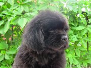 Превью фото № 126669