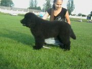 Превью фото № 126735