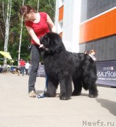 Превью фото № 126832