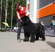 Превью фото № 126833