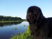 Превью фото № 126902