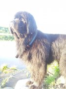 Превью фото № 126915