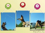 Превью фото № 126933