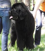 Превью фото № 126983