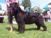 Превью фото № 126997