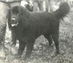 Превью фото № 1270