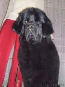 Превью фото № 127003